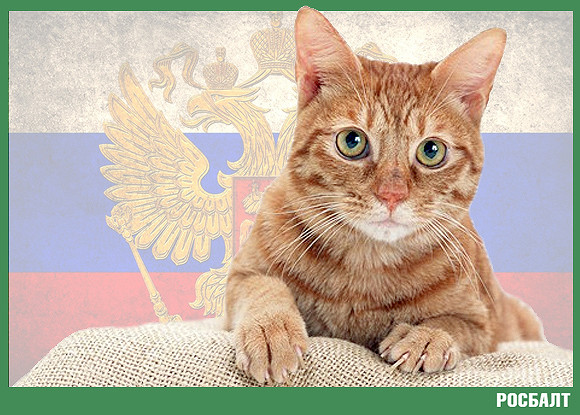 Котики захватили Россию